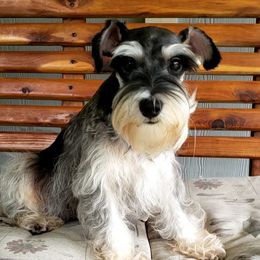 Amy - Miniature Schnauzer