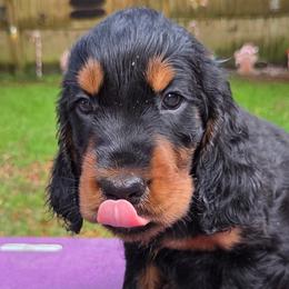 Girl 2 - Black and tan female Gordon Setter puppy in Milton, Florida from Katherine's Golden Retrievers, Gordon Setters, and English Setters