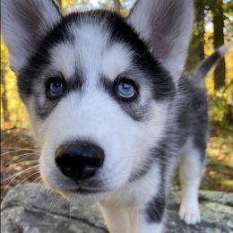 Siberian Huskies from Furever Huskies