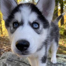 Siberian Huskies from Furever Huskies