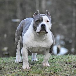 Violet - American Bully