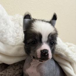 Luna - Black and white female Chinese Crested puppy in Worthington, Minnesota from Alvarez Chinese Crested