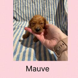 Mauve - Red female Irish Doodle puppy in Harrisburg, Arkansas from Ransone’s Ridge Runners Poodles and Doodles