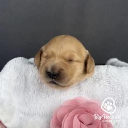Astrid - Cream female Goldendoodle puppy in Utah County, Utah from Big Hearted Breeders