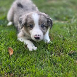 Jasper - Blue merle male Border Collie puppy in Richmond, Maine from Lil Maine Border Collies