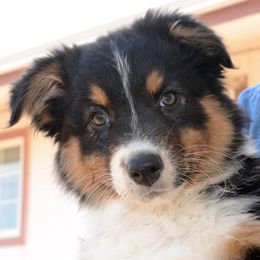 Australian Shepherds from Sundance Australian Shepherds