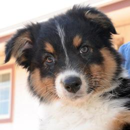 Australian Shepherds from Sundance Australian Shepherds