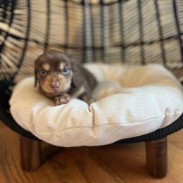 Dachshund Puppies from Scenic City Dachshunds