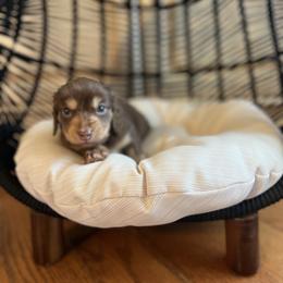 Dachshund Puppies from Scenic City Dachshunds