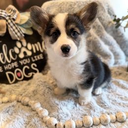 Laia - Black and tan female Pembroke Welsh Corgi puppy in Battle Ground, Washington from Westbrooke Kennels