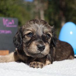 Lassie (Purple collar) - Cream female Dachshund puppy in Prospect, Oregon from Spunky Sausage Pups