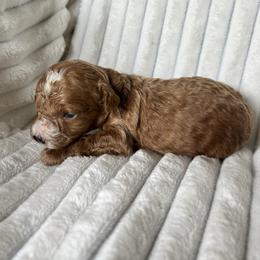 Poodle puppies from West Cobb Dogs