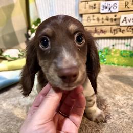 Romeo - Chocolate and cream male Dachshund puppy in Spokane, Washington from Lilac City Doxies (Also with Spokane)