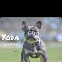 French Bulldog All Grown Up from Dussé Frenchie