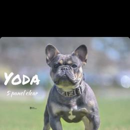 French Bulldog All Grown Up from Dussé Frenchie