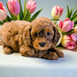 Rummy - Sable male Cavapoo puppy in Sparta, Missouri from Sis' Doodles & Poodles