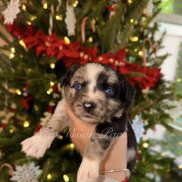 Girl 3 - Blue merle female Miniature Australian Shepherd puppy in Brenham, Texas from Stone N Rose Kennels