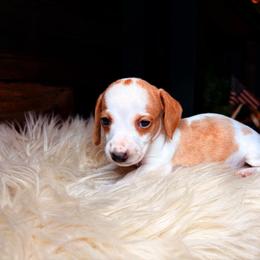 Hunter - Dapple male Dachshund puppy in Washburn, Tennessee from Clinch Mountain Dachshunds