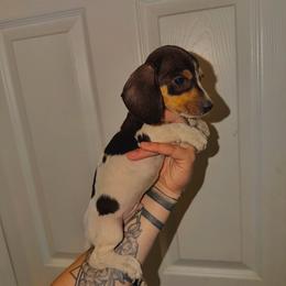 Simon - Piebald male Dachshund puppy in Augusta, Georgia from Cherokee Hill Dachshunds