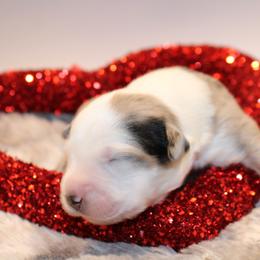 Beau - Blue merle male Australian Shepherd puppy in Plantersville, Texas from Jak Se Auss