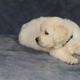 Golden Retriever Puppies from Fiddle In Gold Retrievers