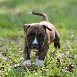 Boy 2 - Brown brindle male American Staffordshire Terrier puppy in St. Augustine, Florida from LBK & Ancient City