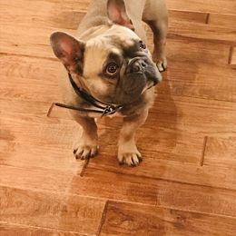 French Bulldog All Grown Up from San Juan Frenchies