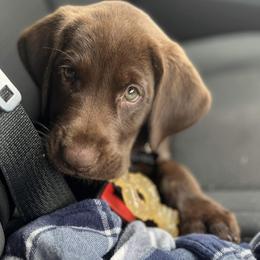 Labrador Retriever Puppies from North Star Retrievers