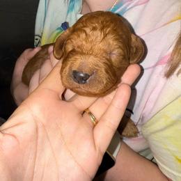 Blue Collar - Red  male Goldendoodle puppy in Winchester, Tennessee from Mahaffey’s Doodles