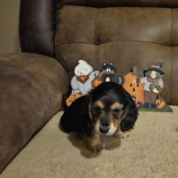 Coal - Black and tan male Dachshund puppy in Spring Creek, Pennsylvania from Miles of Dachshunds