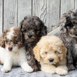 Cockapoo puppies from Sweet Home Doodles