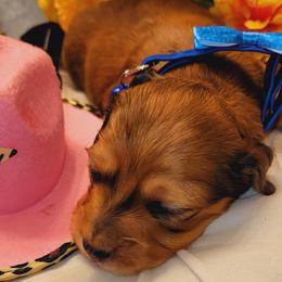 Dachshund Puppies from CLARK'S BREEDING PROGRAM
