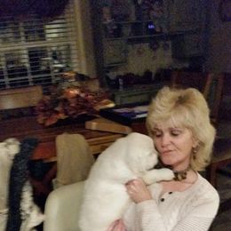 Golden Retriever Puppies from Fiddle In Gold Retrievers