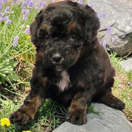 Kamikaze - Black phantom male Aussiedoodle puppy in Boonville, North Carolina from Branch Creek kennels