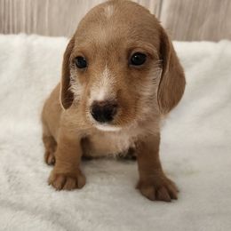 Tucker - Piebald male Dachshund puppy in Anaconda, Montana from Williams Family Dachshunds