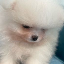 Boy 2 purple collar - Pomeranian puppy from Suga Sweet Poms