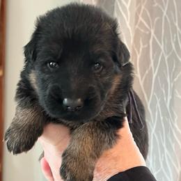 Professor Plum - Black and red male German Shepherd puppy in Purcellville, Virginia from Starry Night German Shepherd Dogs