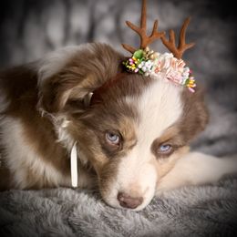 Rudolf- full tail, blue eyes - Red merle male Australian Shepherd puppy in Penrose, Colorado from Best Friend Aussies