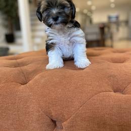 Goldendoodle Puppies from Lady Paws Puppies