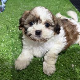 Kaio - Tricolor male Shih Tzu puppy in Bourne, Massachusetts from Shih Tzu Pups