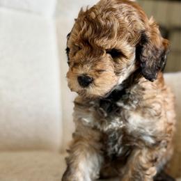 Rose - Sable female Goldendoodle puppy in Twin Falls, Idaho from Burrow & Bone