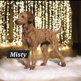 Misty - Goldendoodle
