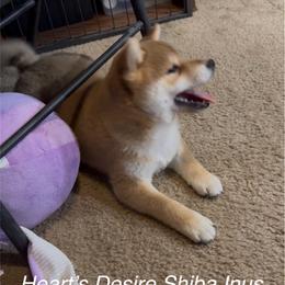 Akio (means bright man) - Red male Shiba Inu puppy in Derby, Kansas from Heart’s Desire Shiba Inus