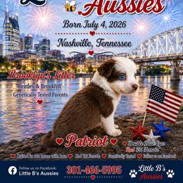 Patriot - Red tri male Miniature Australian Shepherd puppy in Nashville, Tennessee from Little B’s Aussies