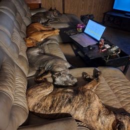 Cane Corso from Sweet Cane Corsos