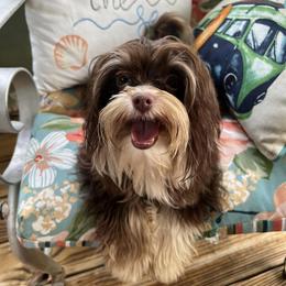 Havanese, Havapoos, and Poodles from SweetasChocolateHavanese