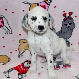 Ella - White and black Dalmatian puppy in Lavon, Texas from Fox and Spots
