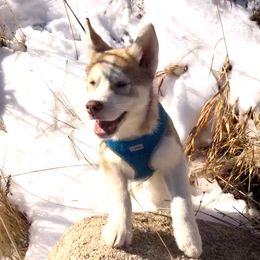 Siberian Husky Puppies from Mahavidya Siberians