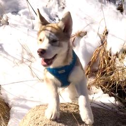 Siberian Husky Puppies from Mahavidya Siberians