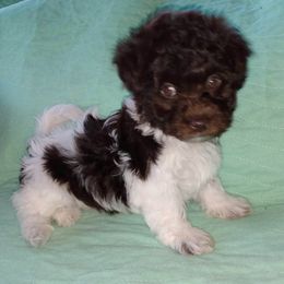 Havanese Puppies from Court Jester Havanese